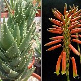 Aloe zanzibarica cf. ex concinna Dscf5984